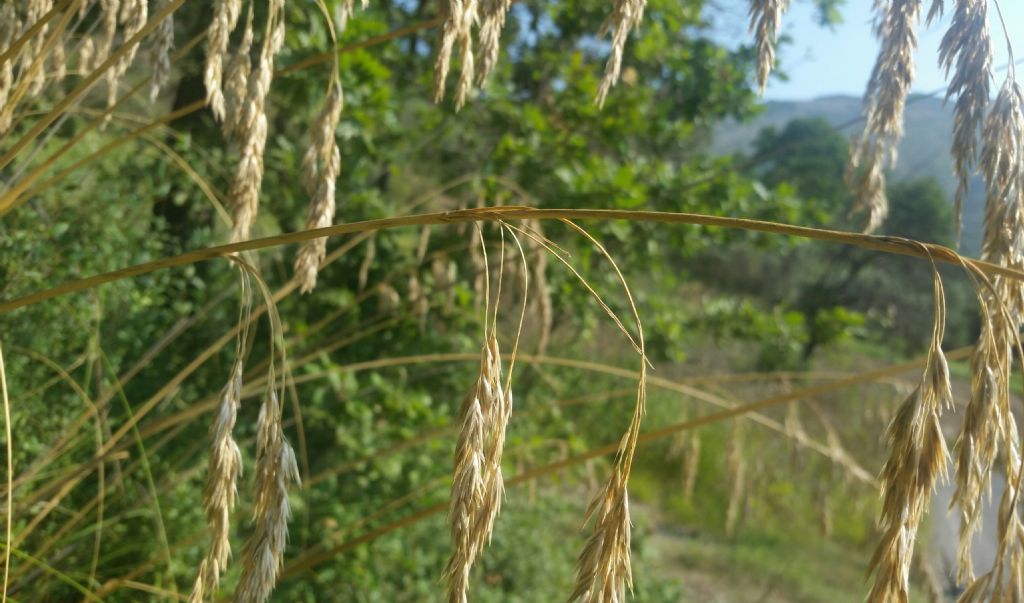 Ampelodesmos mauritanicus?